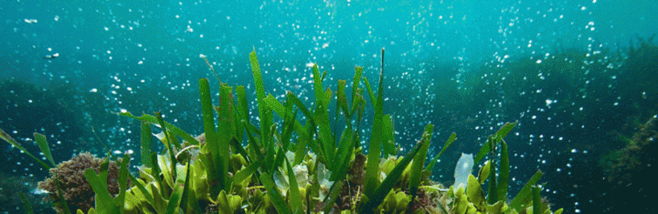cropped seagrassNG.gif