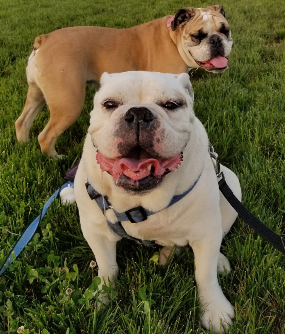 pearl and Helen bulldogs