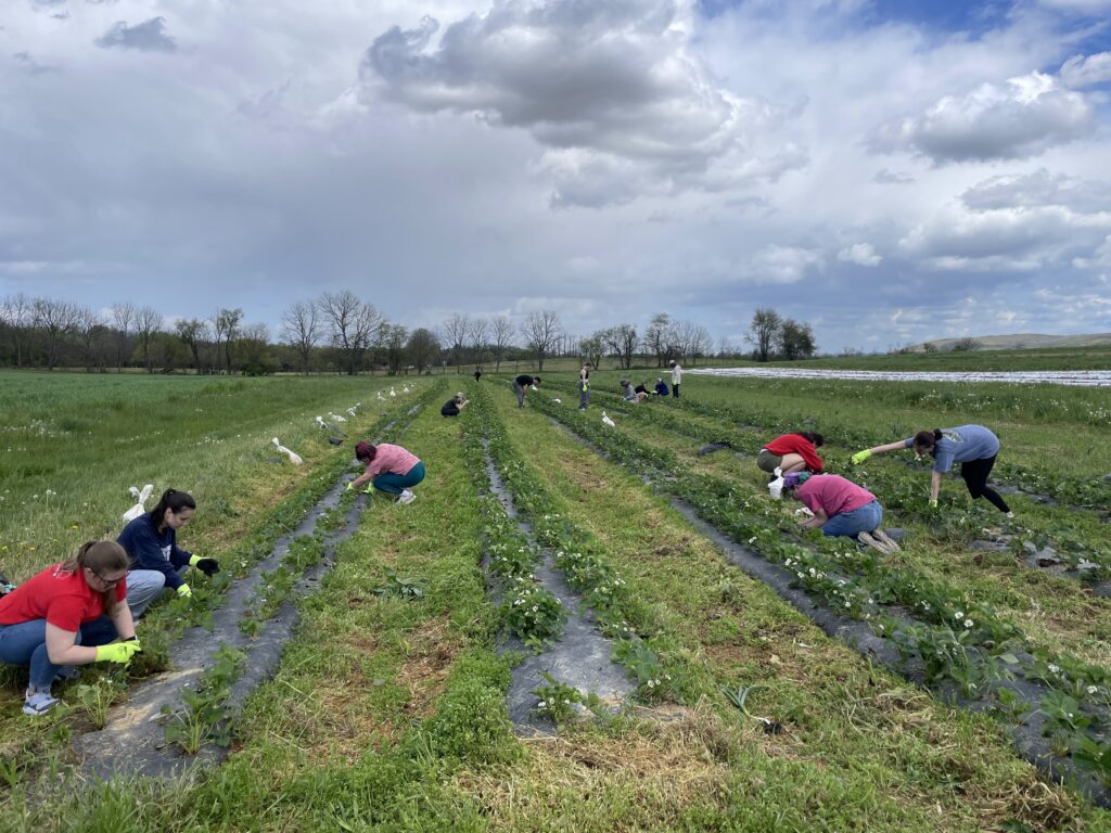 students weeding a strawberry patch under cloudy skies