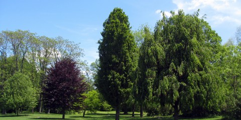 Thornwald Park