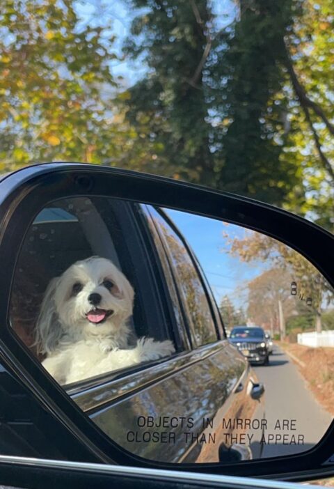 A picture of a small white dog through the side mirror of a car