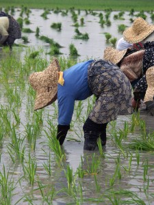 Water on the rice fields creates a perfect environment for miscrobes to produce CH4