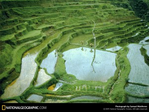 Upland rice cultivation, when the fields are not submerged, are far more environmentally friendly than lowland rice cultivation, where the fields are submerged.