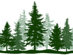 A group of different evergreen trees of varying colors and heights