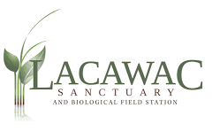 Lacawac Sanctuary Logo - A green reed is to the left of the written words "Lacawac Sanctuary and Biological Field Station"