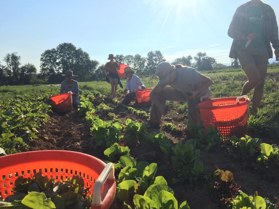 Student Employees Dickinson College Organic Farm