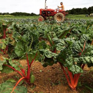 Tractor plowing a field