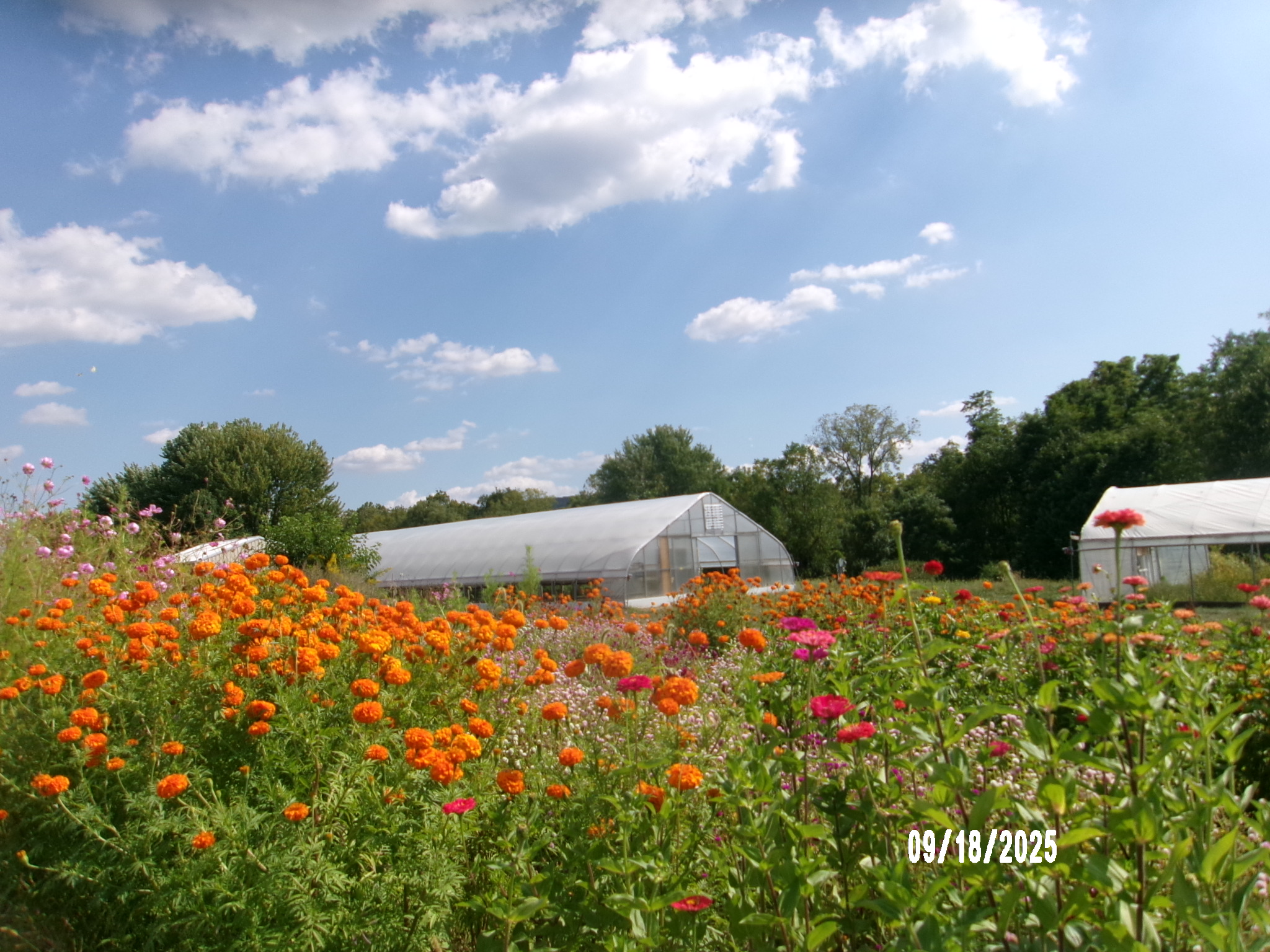 Food Systems and Models of Food Production