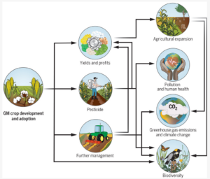 Flowchart showing potential environmental impacts of genetically modified crops