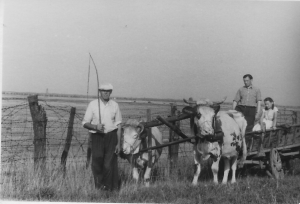 Picture of farming in Burgenland