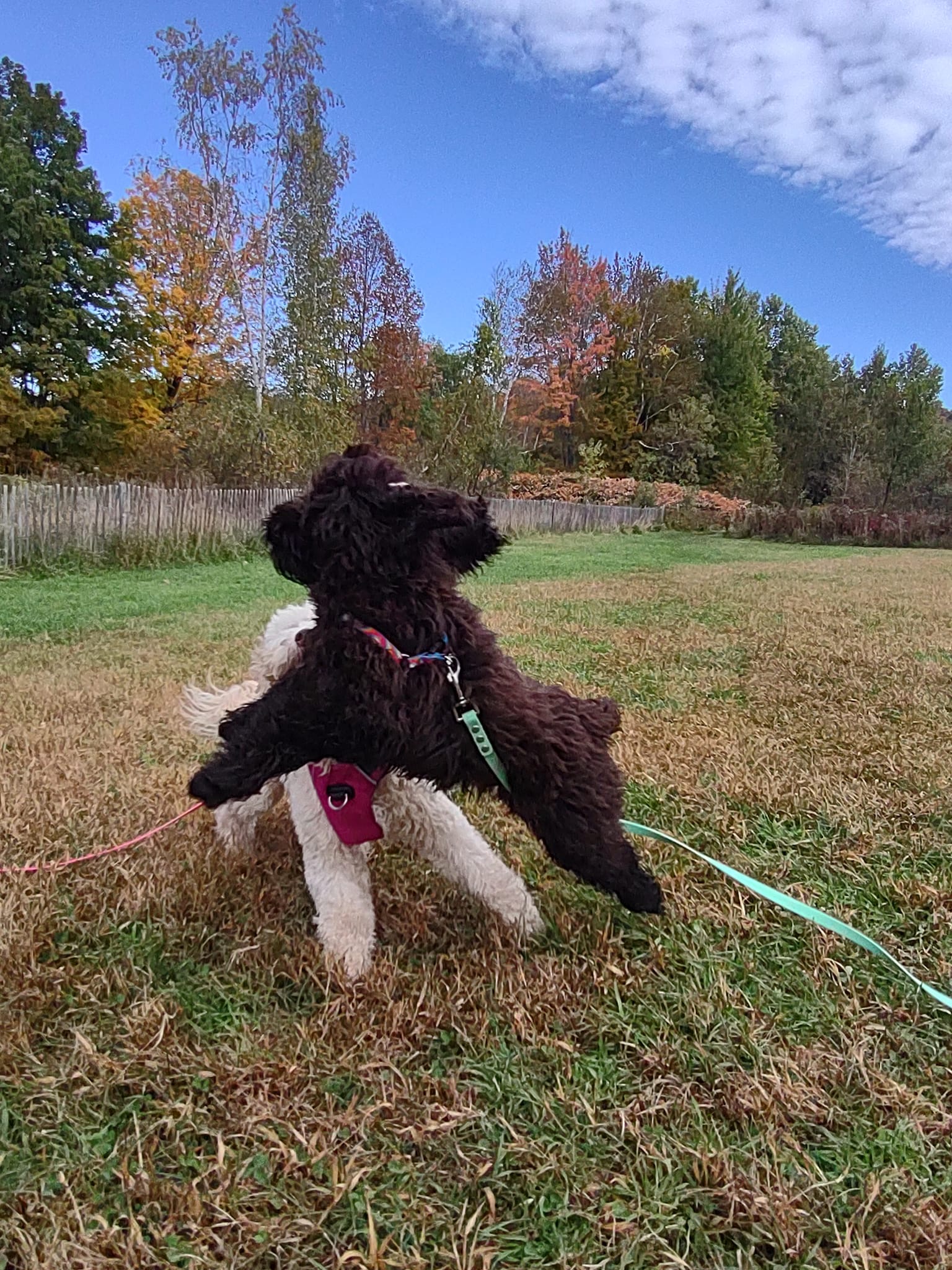 puppy-training-pup-catch-up