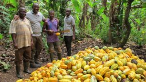 https://www.dw.com/en/cocoa-farming-for-forest-conservation-in-ghana/a-60636978