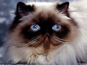 fluffy cats